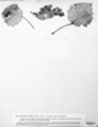 Nectriella luteola image